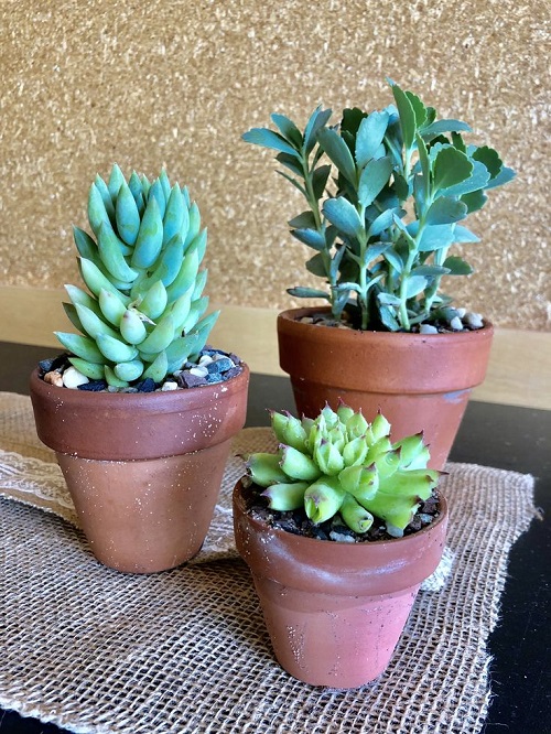 How to Water Succulents in July So They Don’t Rot or Shrivel 7