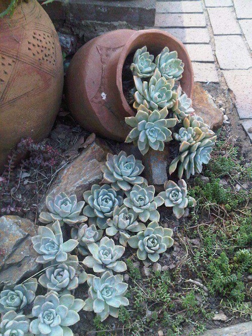 Succulent Spilled Pot Ideas 2