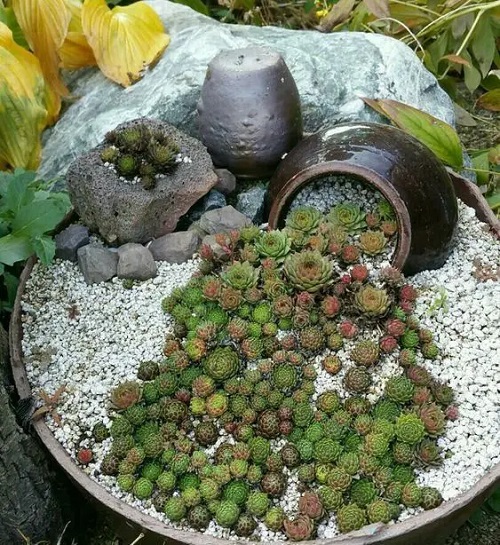 Succulent Spilled Pot Ideas 1