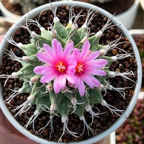 Cactus Looking like Sea Creatures 2