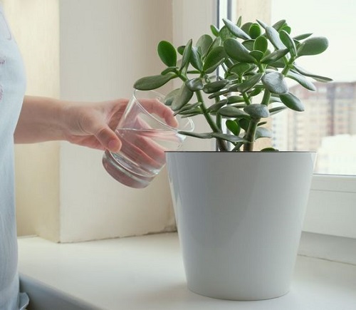 Encourage New Growth on Your Jade Plant 4