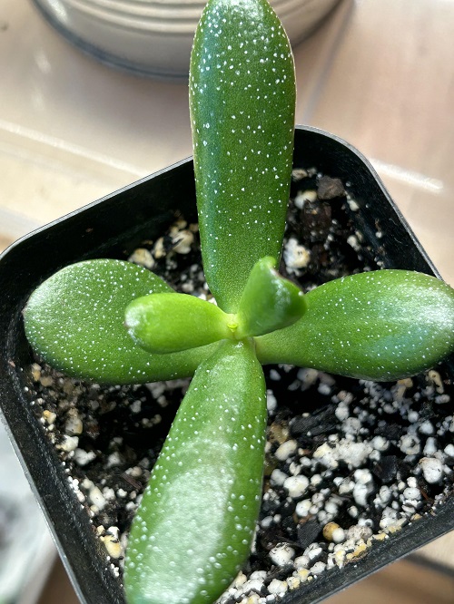 tricks for dying jade plant 2