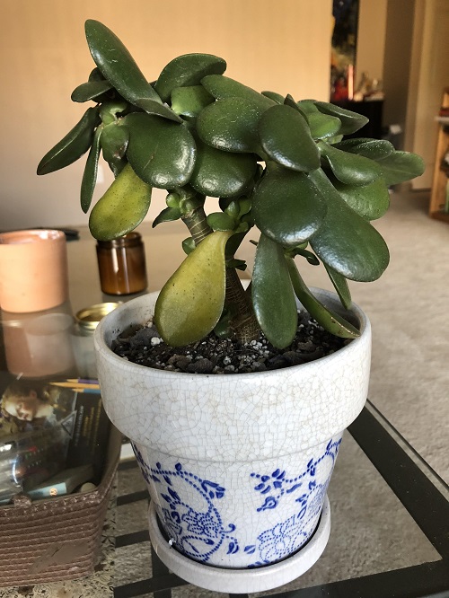 tips to save dying jade plant 3