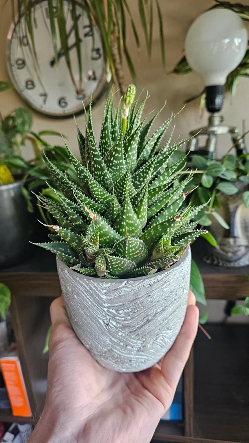 Succulents That Improve Mood and Reduce Anxiety 5