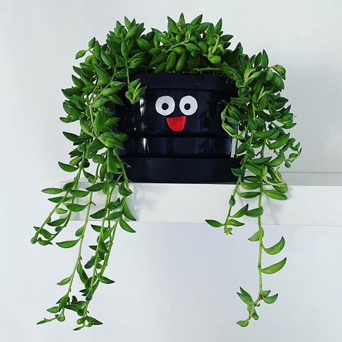Inspiring arrangements of String of Banana 4