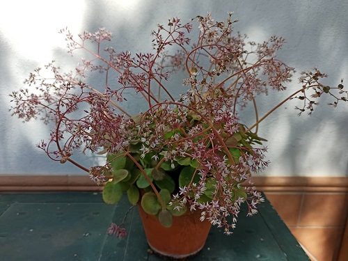 Fairy Crassula