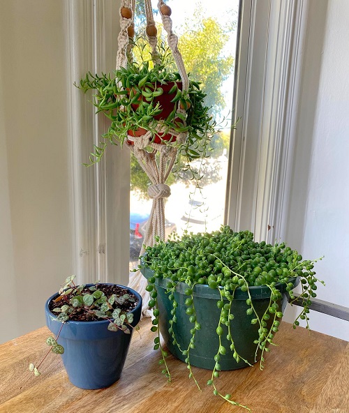 Inspiring arrangements of String of Banana 5