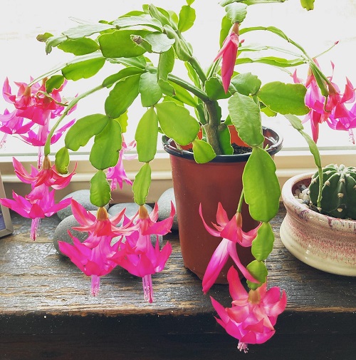 indoor Christmas Cactus 4