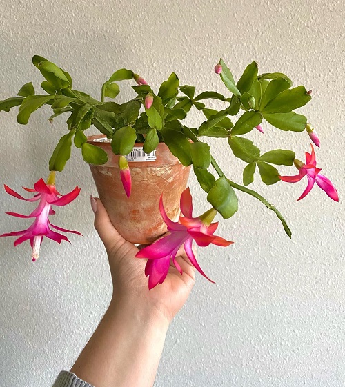 displaying Christmas Cactus in home 3