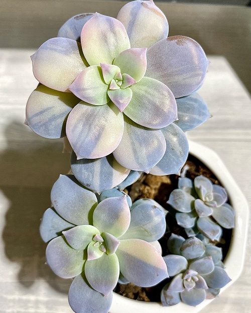 Succulents That Can Grow on a Sunny Windowsill in July Heat 9