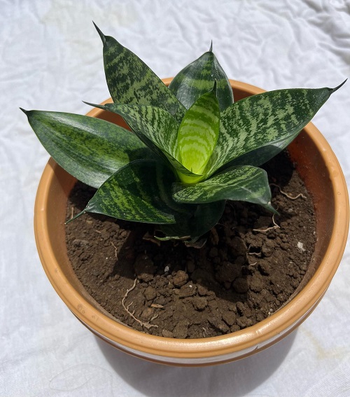 Snake Plant Grow in a Spiral or Circle Shape 4