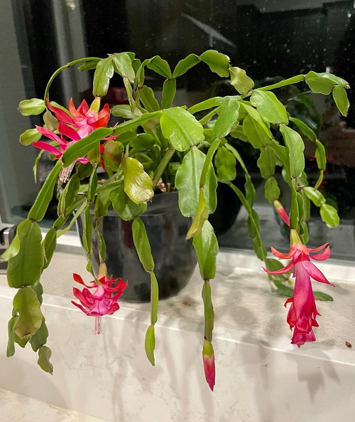 displaying Christmas Cactus in home