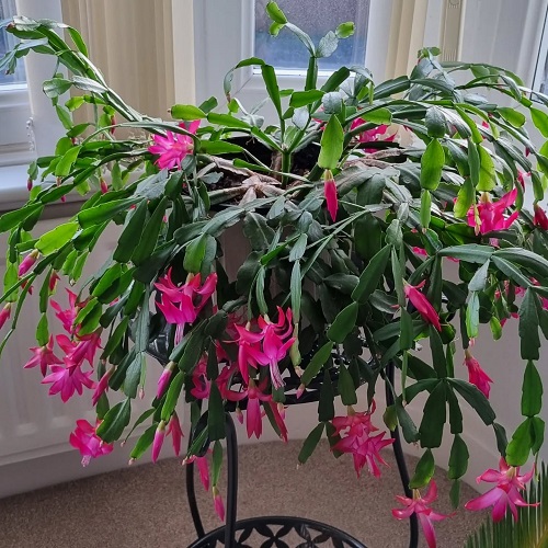 indoor Christmas Cactus 3