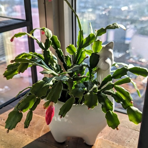 indoor Christmas Cactus 2