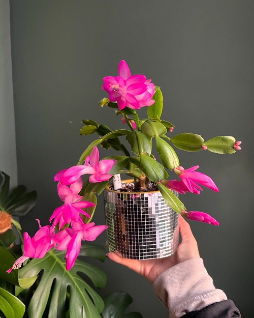 Surprising Christmas Cactus Facts You Never Knew 1