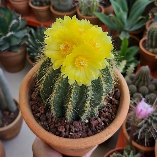 Cactus That Bloom in Summer 