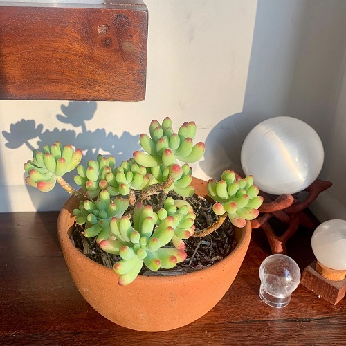 Succulents That Can Grow on a Sunny Windowsill in July Heat 5