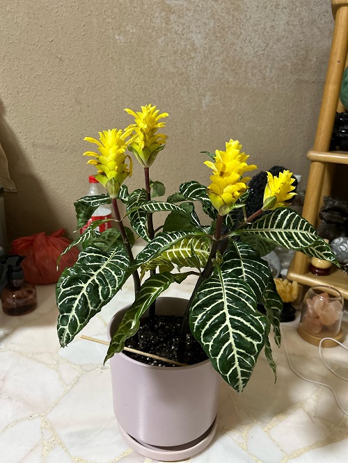 Zebra Plant