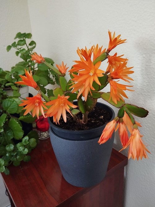 Easter Cactus