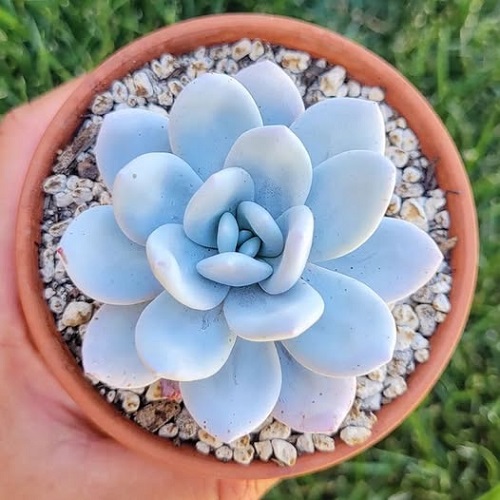 Laui