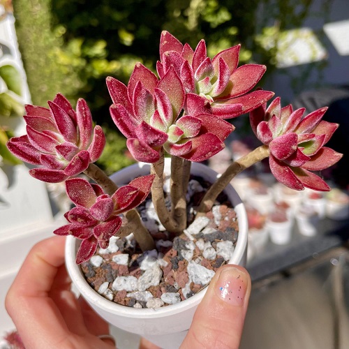 Echeveria harmsii