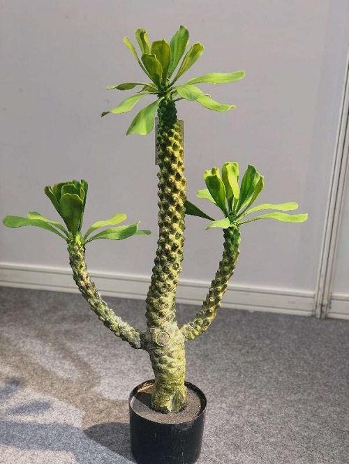 Euphorbia royleana Growing Requirements