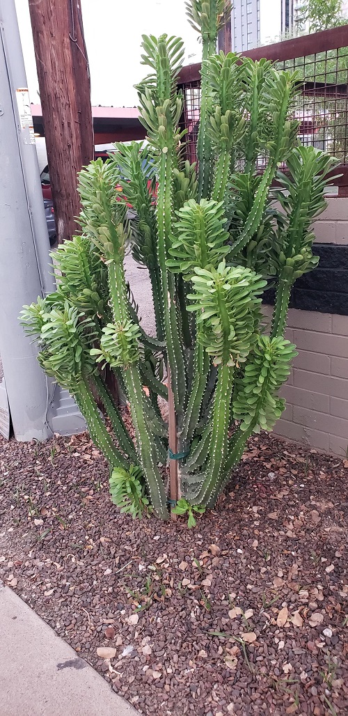 Euphorbia royleana Care and Growing Tips