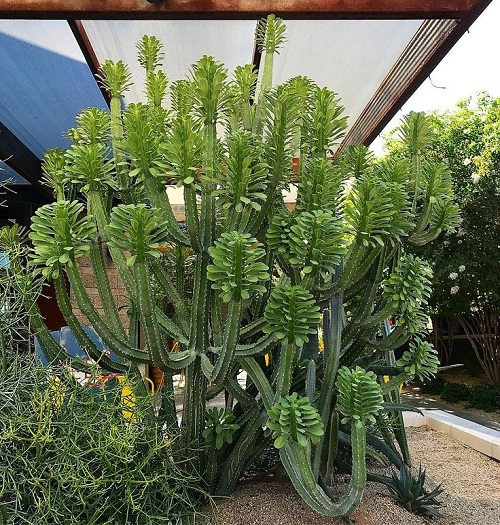 Euphorbia royleana Care and Growing Tips2