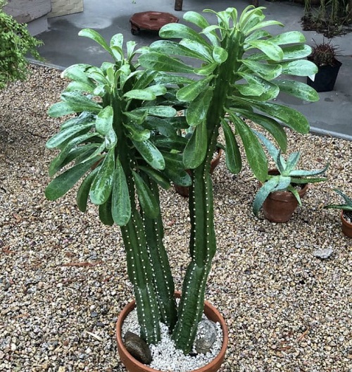 Euphorbia royleana Care
