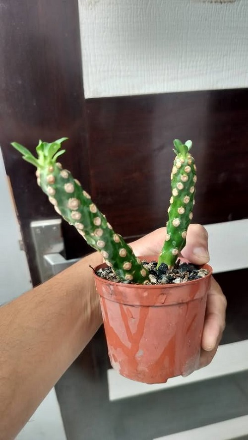 Euphorbia royleana Propagation