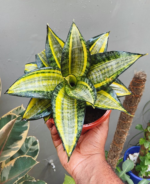 Snake Plant Grow in a Spiral or Circle Shape