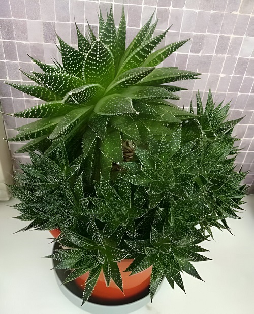 Haworthia Bonsai Ideas 5