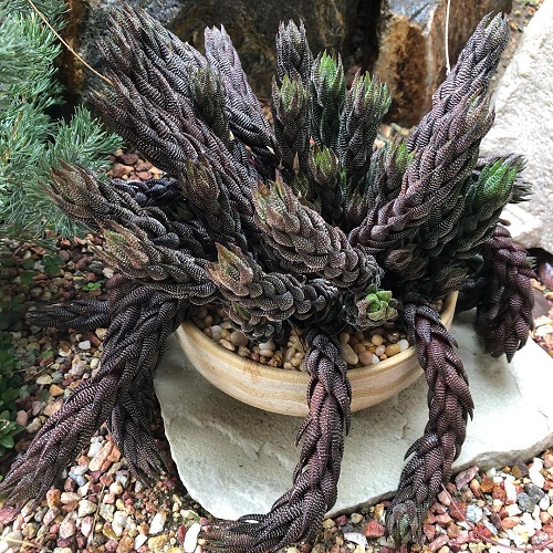 Haworthia Bonsai Ideas 2