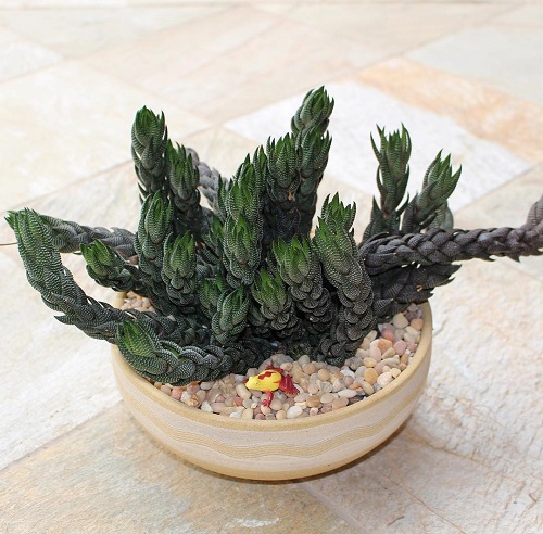 Haworthia Bonsai Ideas 3