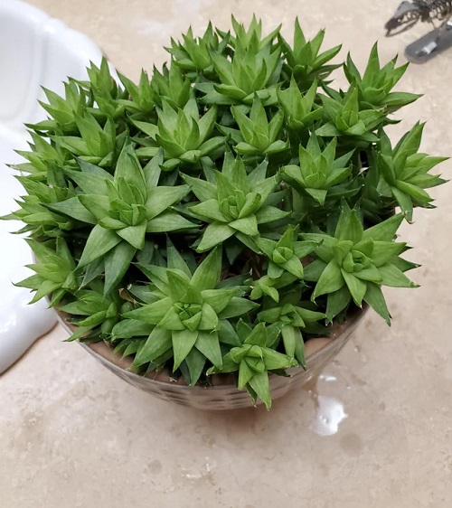 Haworthia Bonsai Ideas 9