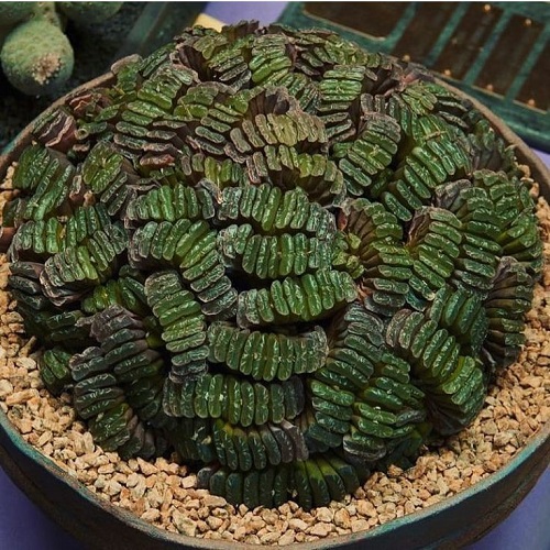 Haworthia Bonsai Ideas 7