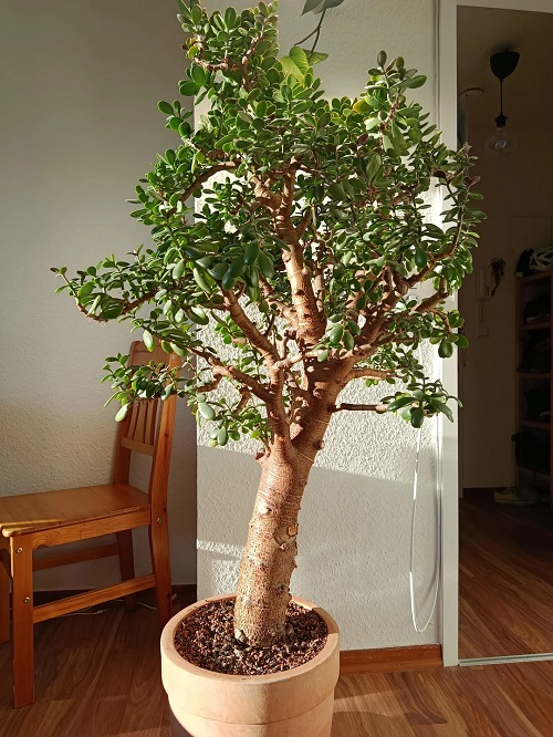 How To Grow Jade Plant Like a Tree