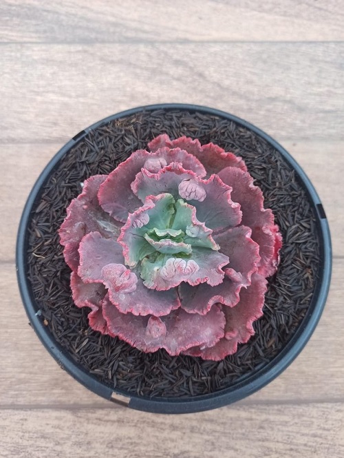 Echeveria Mauna Loa
