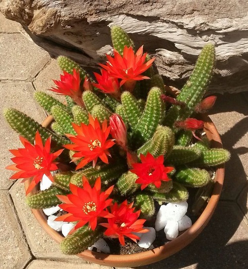 Cactus That Bloom in Summer 9