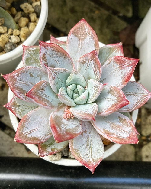 Pegasus Echeveria