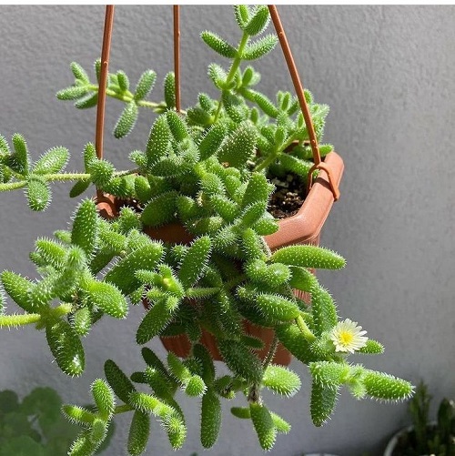 Pickle Plant Needs More Light