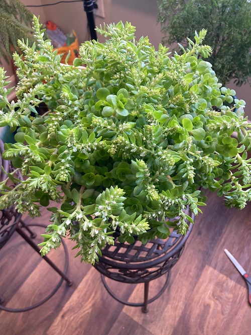  Woodland Stonecrop