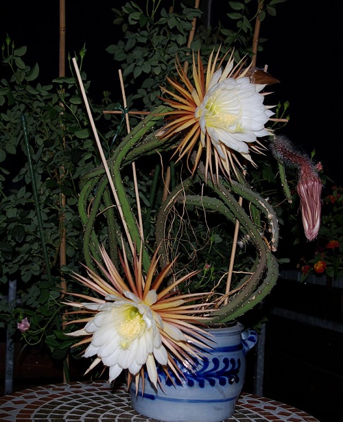 Night-Blooming Cereus