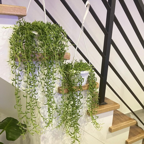 String of Banana Display Ideas 2
