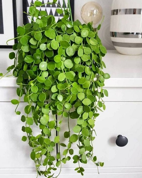 String of Nickels