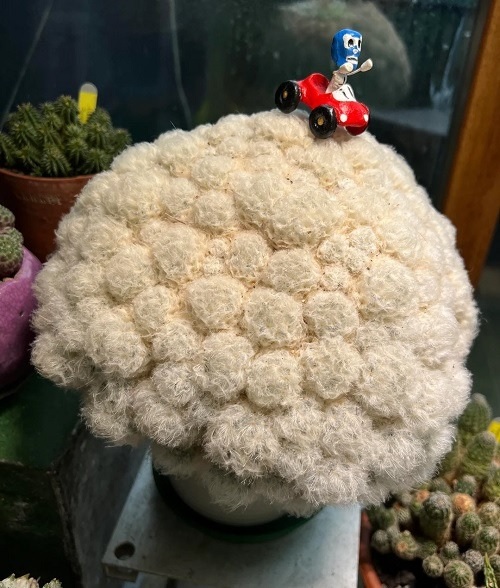 Feather Cactus