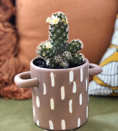 Ladyfinger Cactus