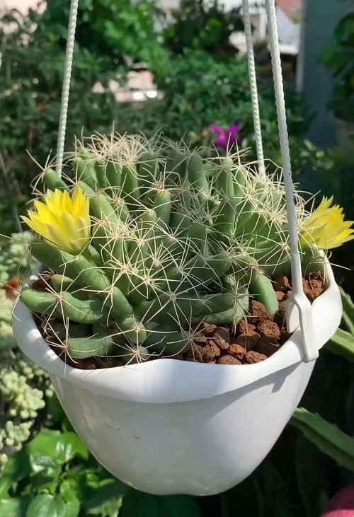 Finger Cactus