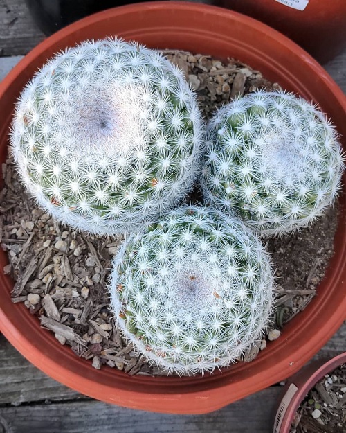 Owl Eye Cactus