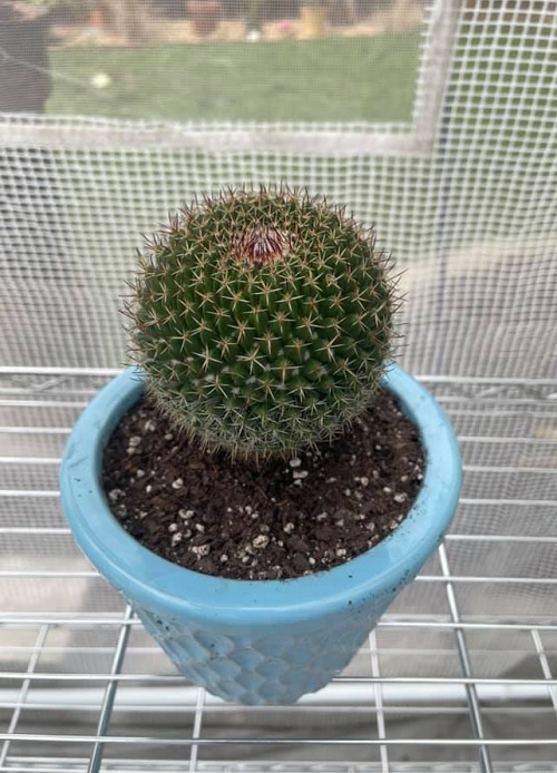 Rainbow Pincushion Cactus